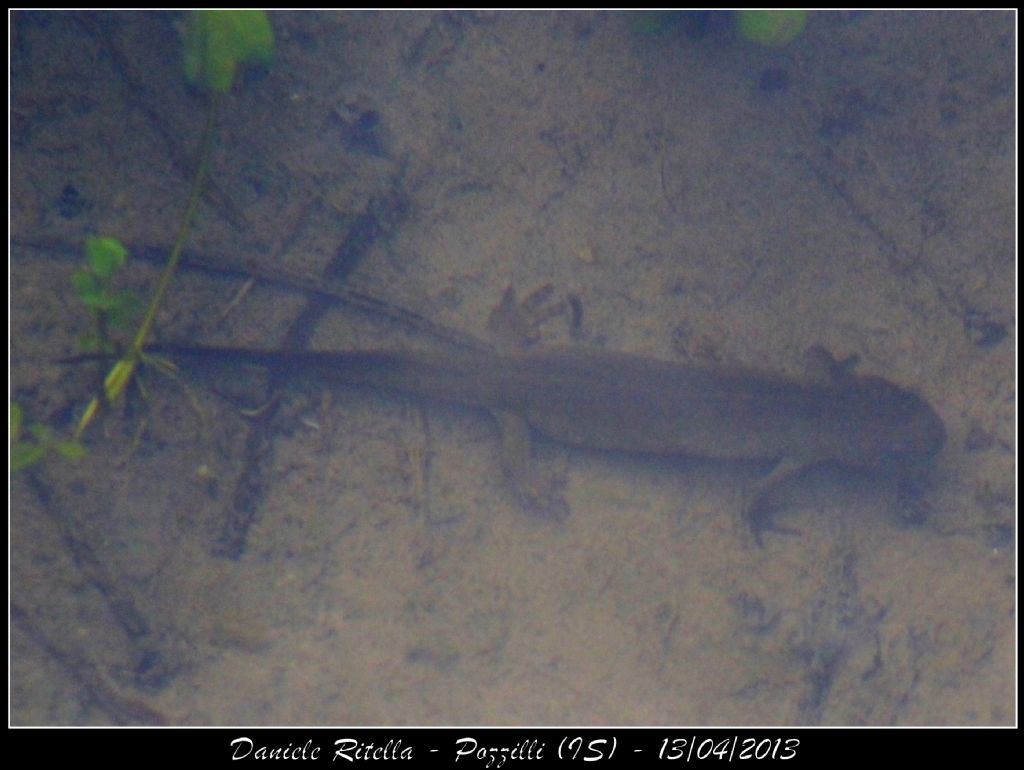 Triturus carnifex: sesso?